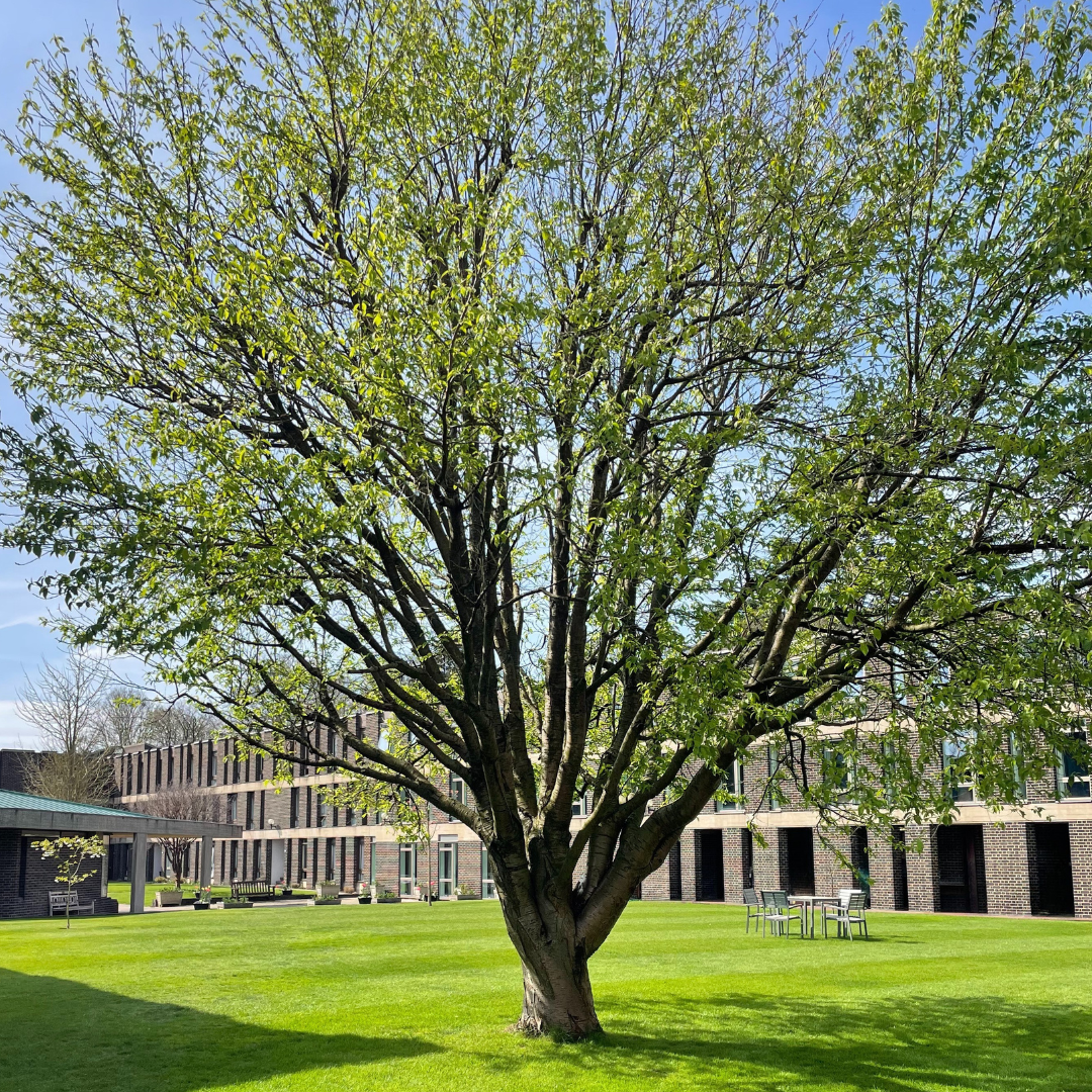 Fellows Tree